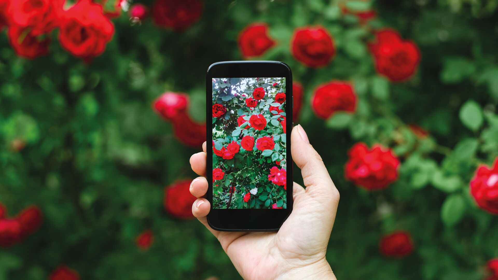 Vodafone se adjudica la red privada del Ayuntamiento de Las Rozas